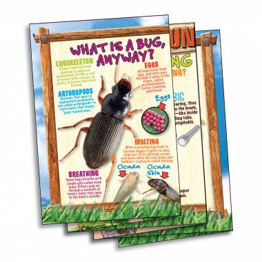 Bug Playground - Little Nomad